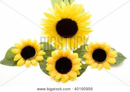 Flores de girassóis