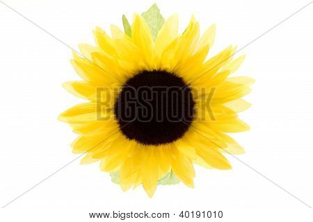 Flor de girassol