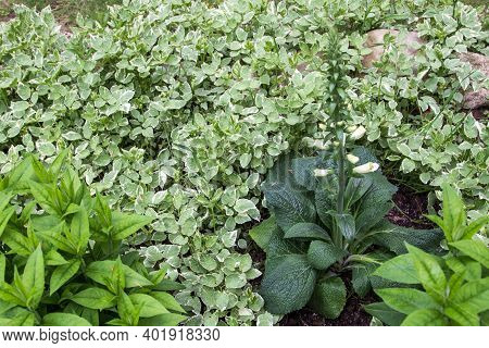 Toxic White Foxglove Plant In The Garden. The Plant Toxic To Animals Is Used To Make The Cardiac Med