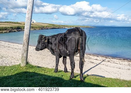 Cow At St Johns Point Beach In County Donegal - Ireland