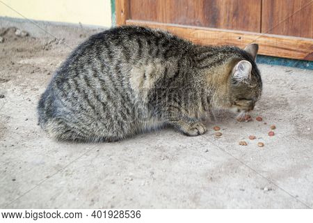 Begger Street Stray Grey Cat Eats Meat Close Up