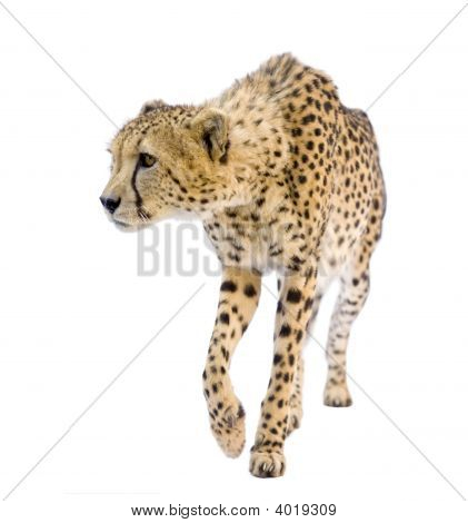 Cheetah - väritykseltään Leopardia Jubatus