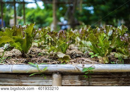 Growth Fresh Vegetable Salad Garden At Organic Farm. Argiculture Concept.