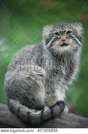 Pallas's Cat (otocolobus Manul). Manul Is Living In The Grasslands And Montane Steppes Of Central As