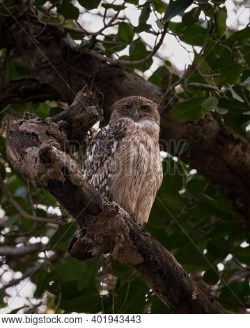 A Large Brown Fish Owl (ketupa Zeylonensis), Perched On A Tree Branch, In The Forests Of Ranthambore