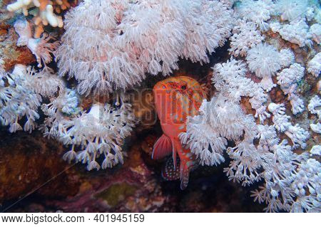 Coral Hind Fish In Its Underwater Soft Coral Shelter  ( Cephalopholis Miniata)