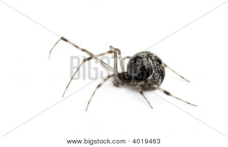Araignée de maison commune - Achaearanea Tepidariorum