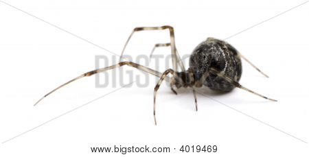 Araignée de maison commune - Achaearanea Tepidariorum