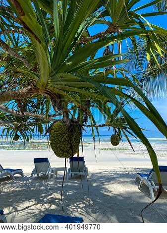 Hala Fruit, Or Pandanus Tectorius, Palm Tree On A Beach. Blue Sky. Beach View