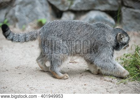 Pallas's Cat (otocolobus Manul). Manul Is Living In The Grasslands And Montane Steppes Of Central As