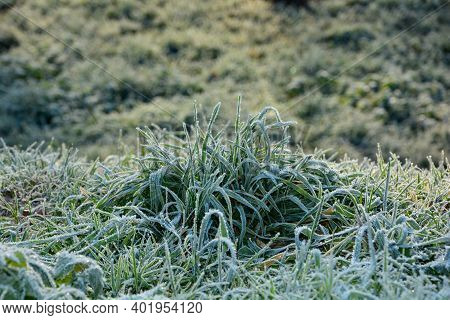 Green Grass With Hoar Frost On A Cold Winter Day