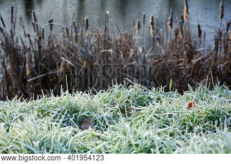 Reeds Grasses And Green Meadow With Hoarfrost At The Lake On A Cold Sunny Winter Day