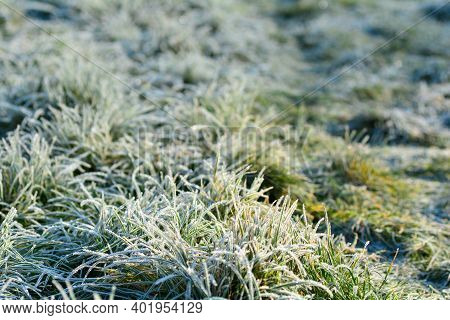 Green Grass With Hoar Frost On A Cold Winter Day With Copy Space
