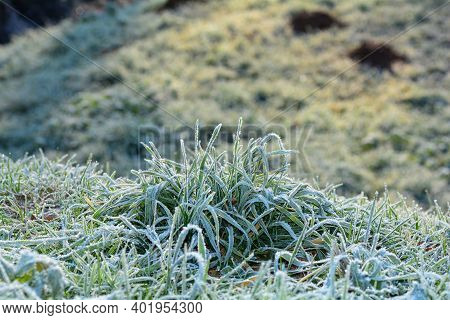 Green Grass With Hoar Frost On A Cold Winter Day With Copy Space