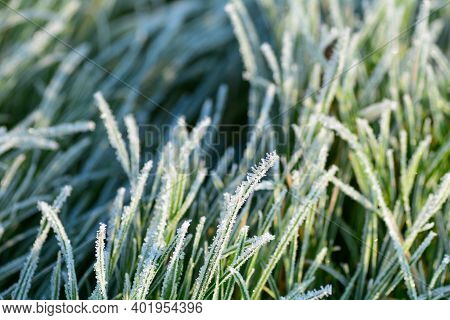 Green Grass With Hoar Frost On A Cold Winter Day