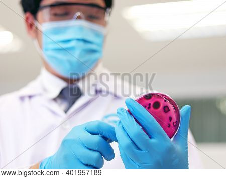 Scientist Analysis Escherichia Coli (e.coli) Culture With Eosin Methylene Blue (emb) Agar In Petri D