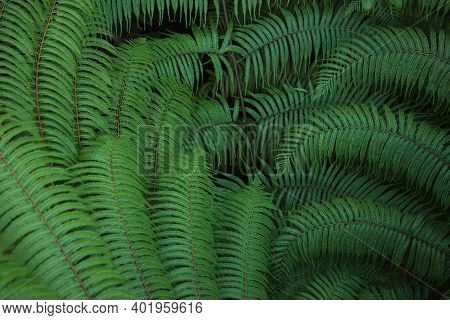 Abstract Green Fern Leaf Texture, Nature Tropical Leaf Background, Perfect Natural Young Fern Leaves