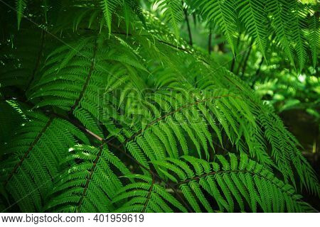 Abstract Green Fern Leaf Texture, Nature Tropical Leaf Background, Perfect Natural Young Fern Leaves