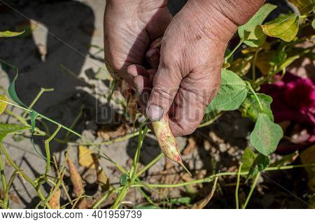 The Working Hands Of A Mature Woman Harvest Ripe Beans. Growing Food In Poor Regions. Growing Green 
