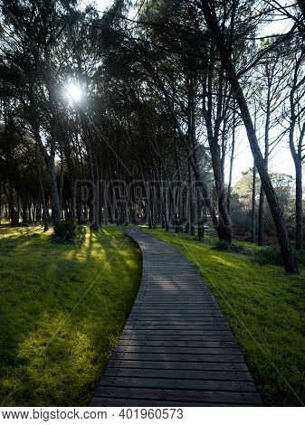 Wooden Boardwalk Way Path Hiking Trail Green Grassland Pine Forest Nature In Donana National Park An