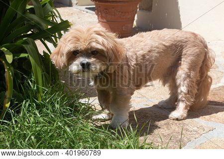 Red Lhasa Apso Dog In A Garden