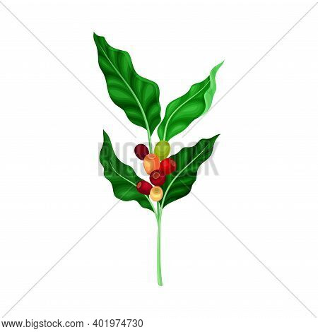 Coffee Plant Branch With Juiced Edible Fruits Containing Caffeine Vector Illustration