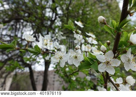 Twig Of Blossoming Sour Cherry Tree In Mid April