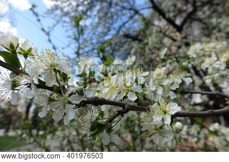 Untouched White Flowers Of Sour Cherry Tree In April