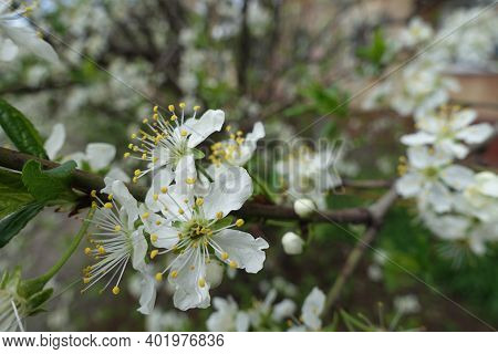 Yellow Stamens And White Petals Of Flowers Of Sour Cherry Tree In April