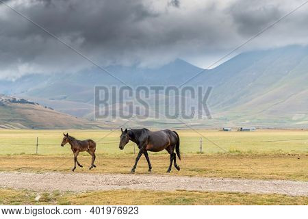 horses in mountain landscape near Castelluccio village in National Park Monte Sibillini, Umbria region, Italy