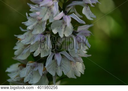 Wild Orchid Beautiful Amazing Flowers Of Swamp