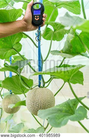 Use Portable Digial Scale For Fresh Melon  Weigh In Farm