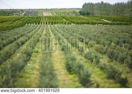 Rows Of Young Conifers In Greenhouse With A Lot Of Plants On Plantation