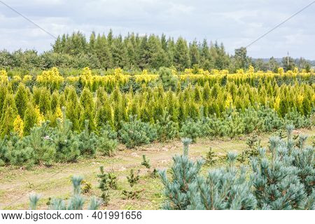 Rows Of Young Conifers In Greenhouse With A Lot Of Plants On Plantation