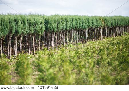 Rows Of Young Conifers In Greenhouse With A Lot Of Plants On Plantation