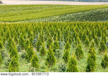 Rows Of Young Conifers In Greenhouse With A Lot Of Plants On Plantation