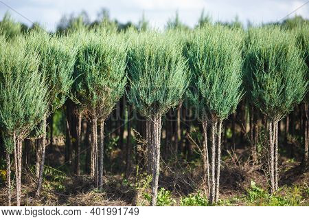 Rows Of Young Conifers In Greenhouse With A Lot Of Plants On Plantation
