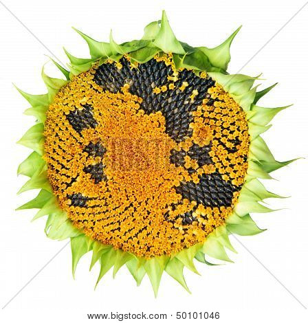 Ripe sunflower on white