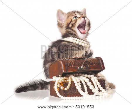 Fashionable kitten
