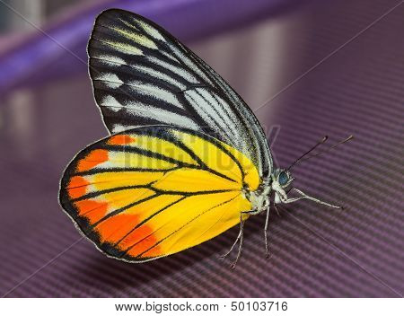 Painted Jezebel Butterfly