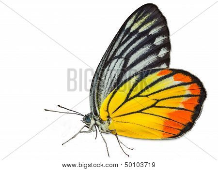 Painted Jezebel Butterfly On White
