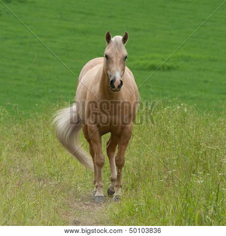 Pale Brown Horse in the Field