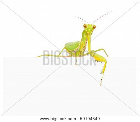Female European Mantis