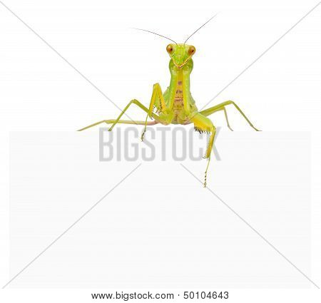 Female European Mantis