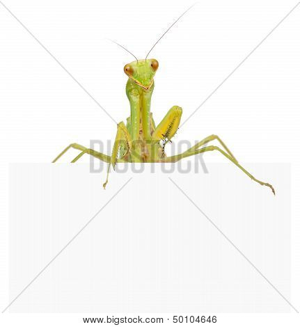Female European Mantis