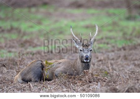 Red deer