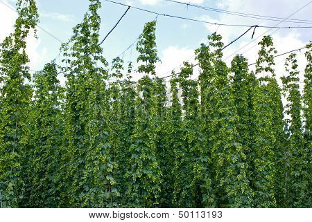 Hop Garden