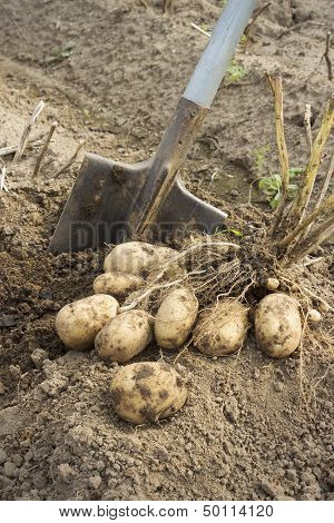 Fresh And Raw Potato At The Field