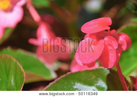 Begonia flowers