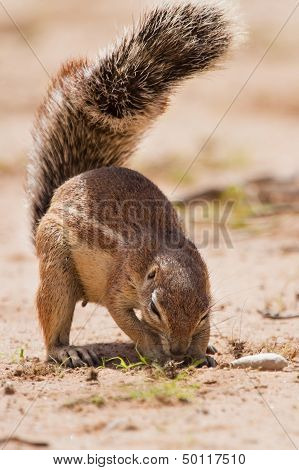 Ground Squirrel Eating Grass Roots In The Hot Kalahari